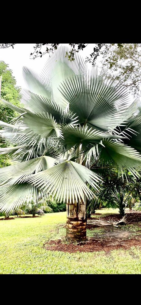 copernicia-fallaensis-copernicia-palm