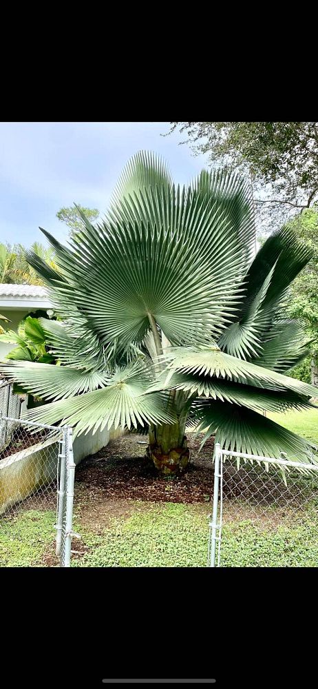 copernicia-fallaensis-copernicia-palm