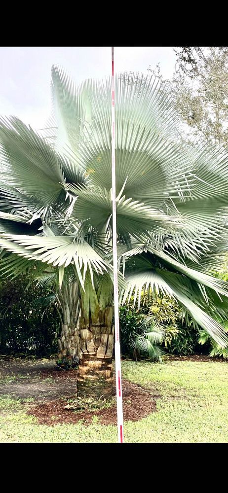 copernicia-fallaensis-copernicia-palm