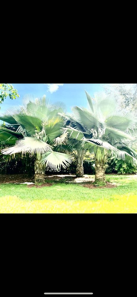 copernicia-fallaensis-copernicia-palm