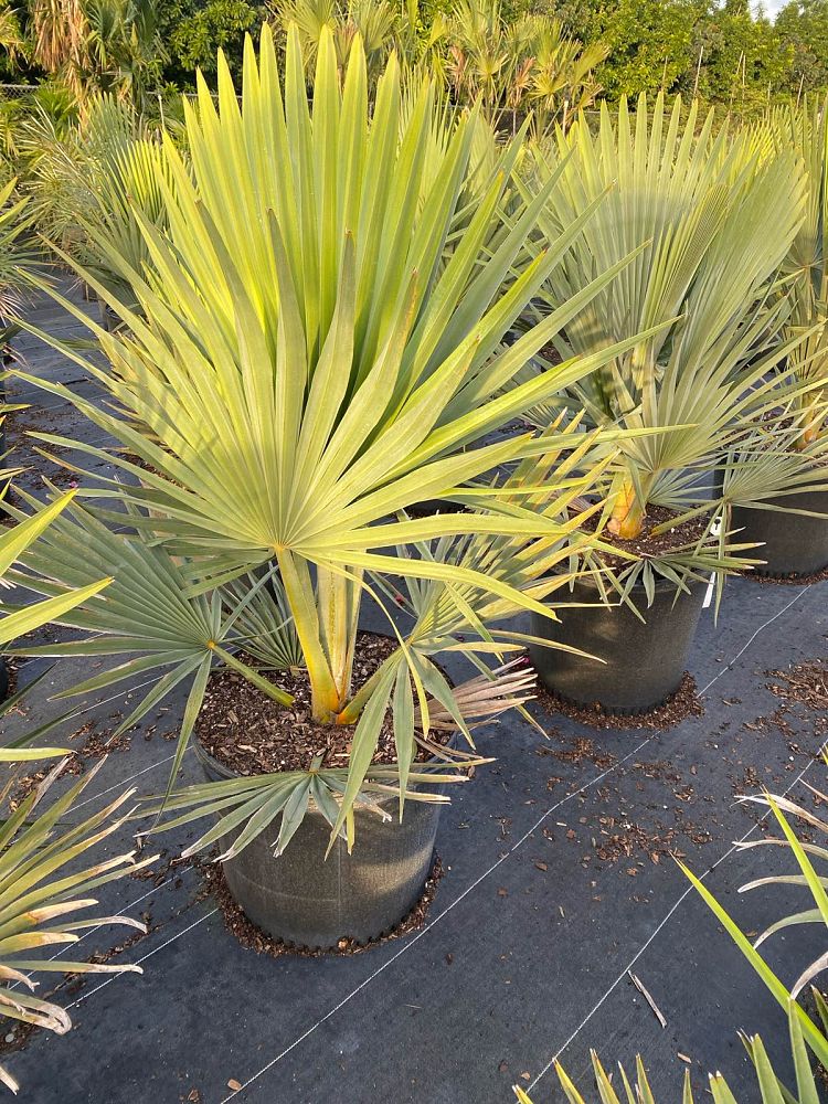 copernicia-fallaensis-copernicia-palm