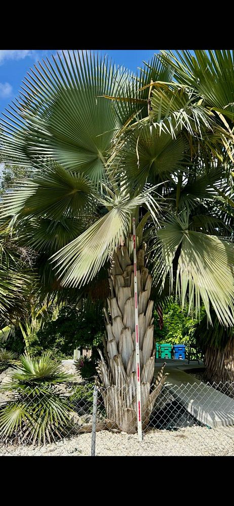 copernicia-fallaensis-copernicia-palm