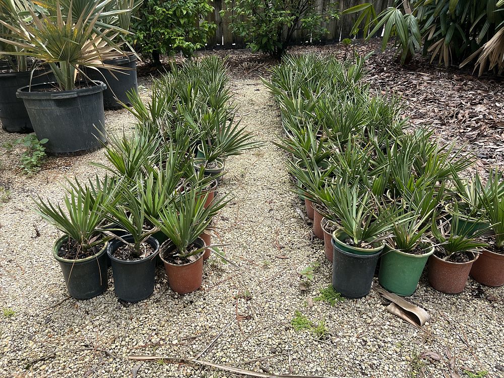 copernicia-fallaensis-copernicia-palm