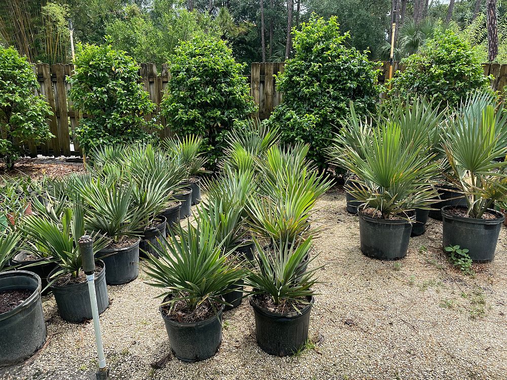 copernicia-fallaensis-copernicia-palm