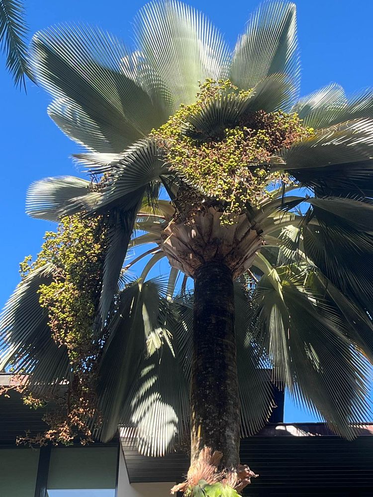 copernicia-fallaensis-copernicia-palm