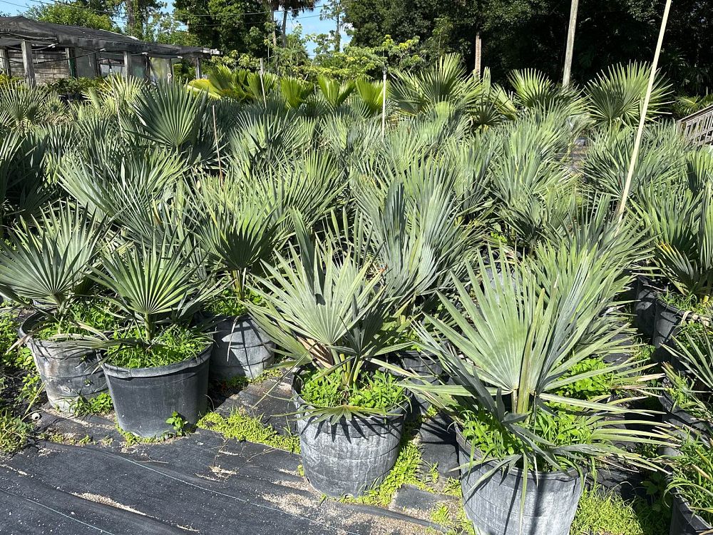 copernicia-fallaensis-copernicia-palm