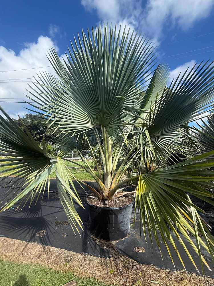 copernicia-fallaensis-copernicia-palm
