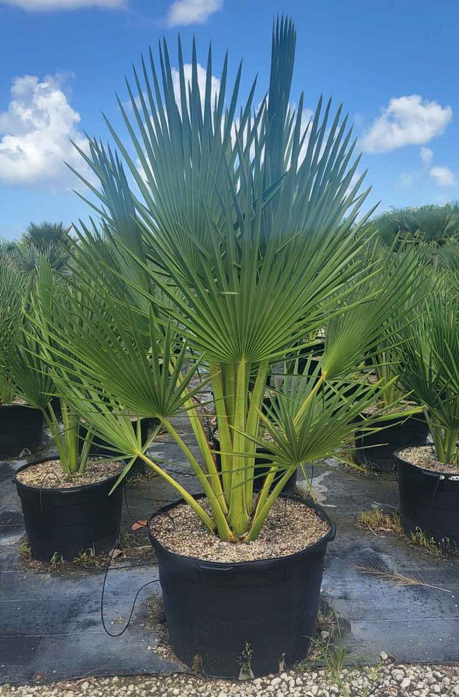 copernicia-gigas