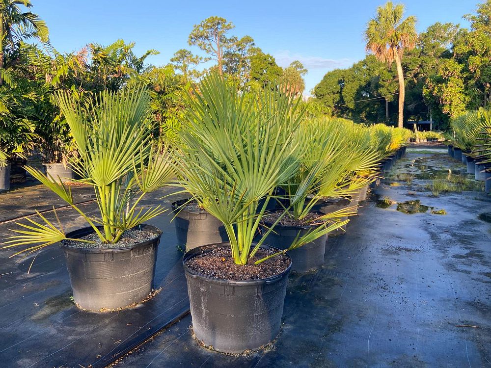 copernicia-gigas