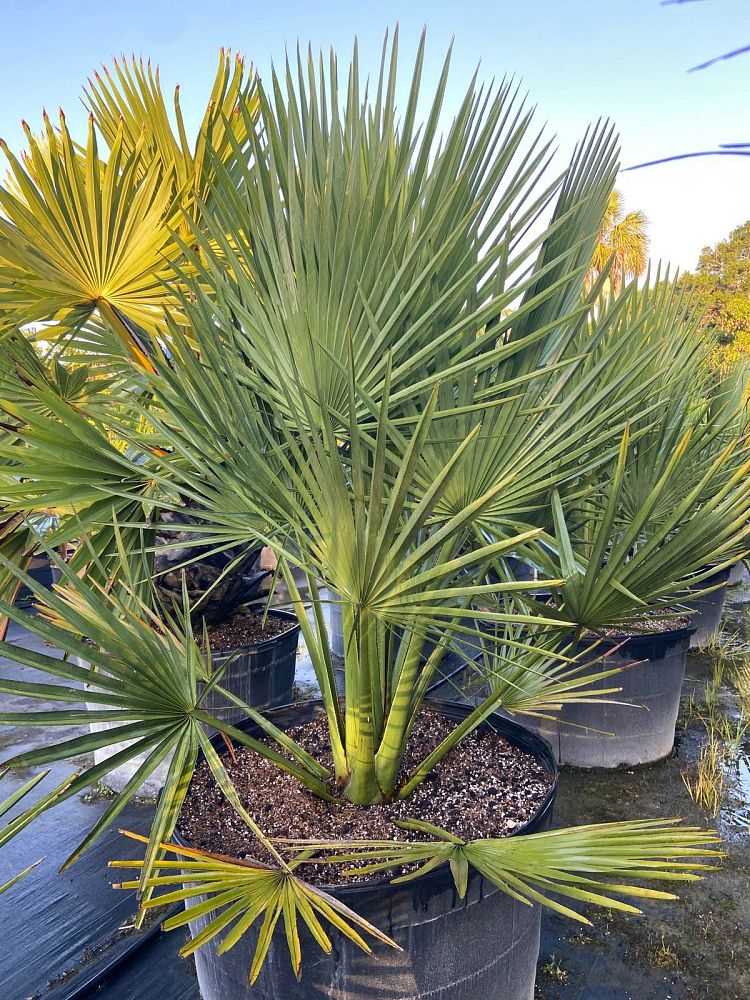 copernicia-gigas
