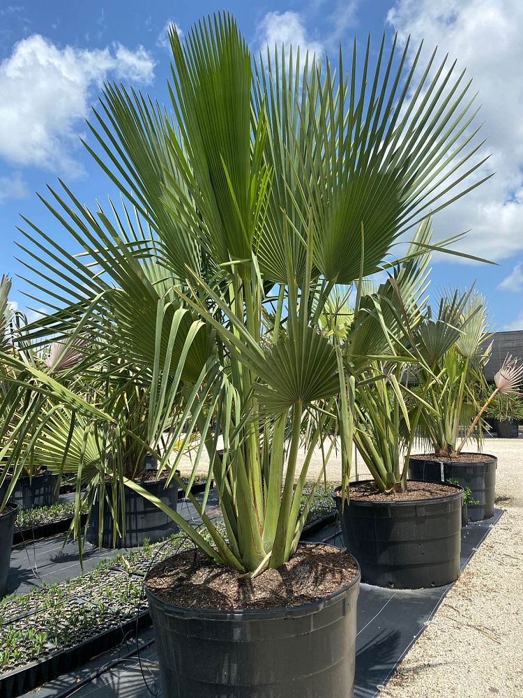 copernicia-gigas