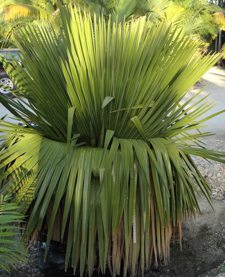 copernicia-macroglossa-cuban-petticoat