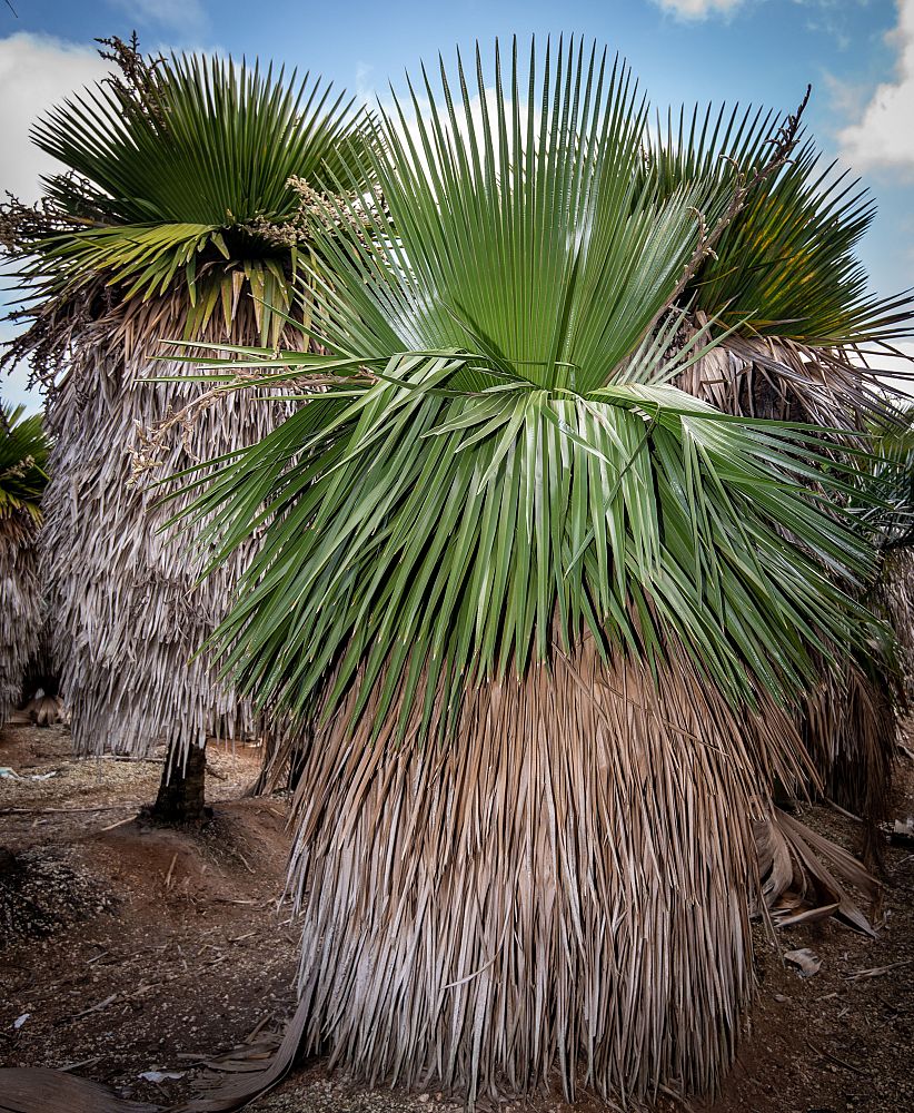 copernicia-macroglossa-cuban-petticoat