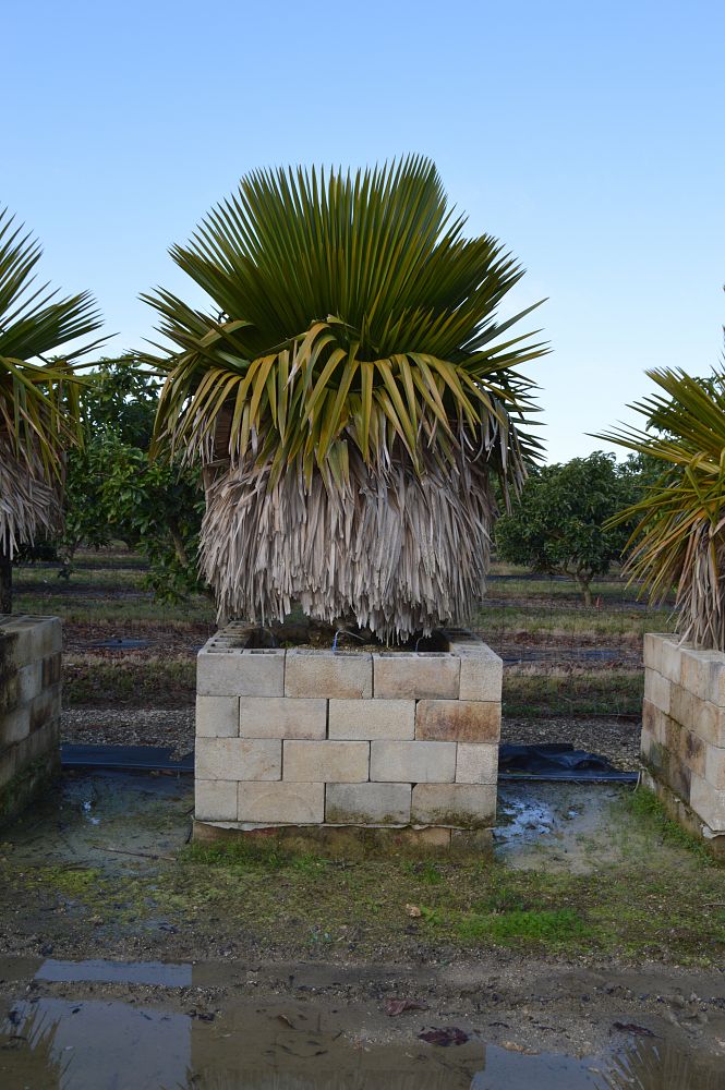 copernicia-macroglossa-cuban-petticoat