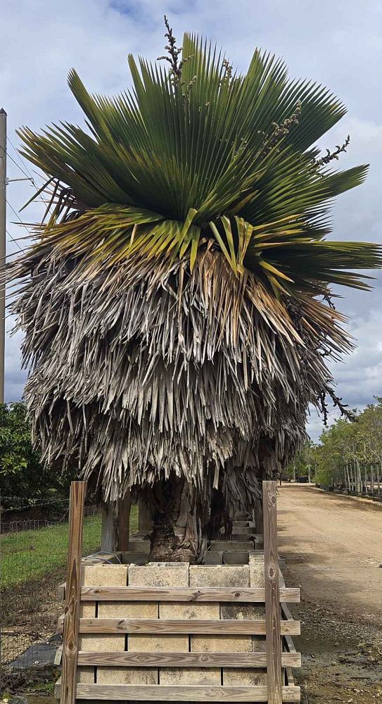 copernicia-macroglossa-cuban-petticoat