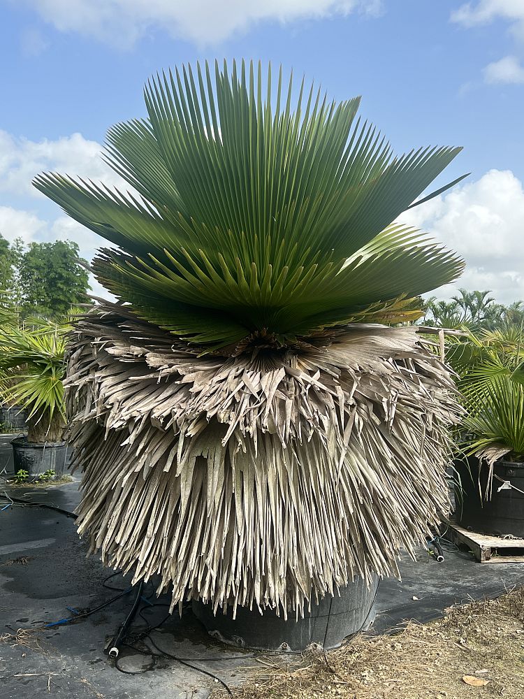 copernicia-macroglossa-cuban-petticoat
