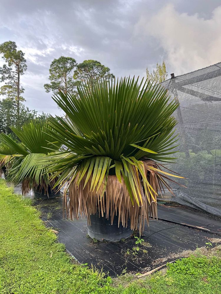 copernicia-macroglossa-cuban-petticoat