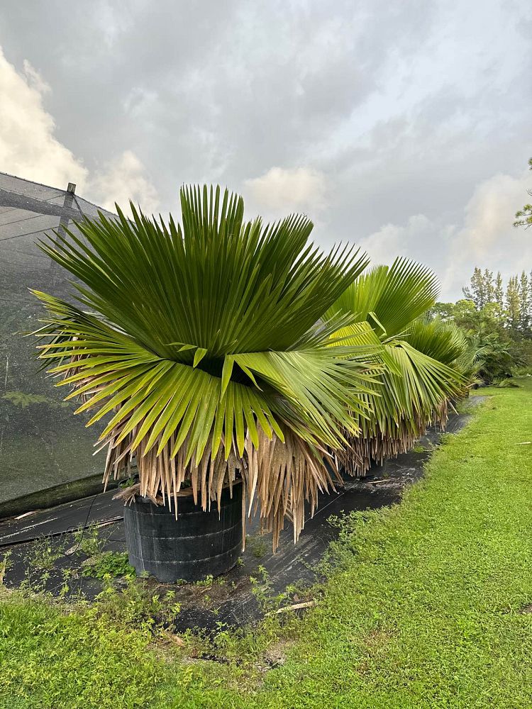 copernicia-macroglossa-cuban-petticoat