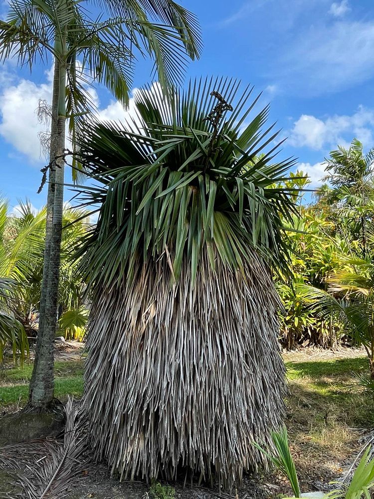 copernicia-macroglossa-cuban-petticoat