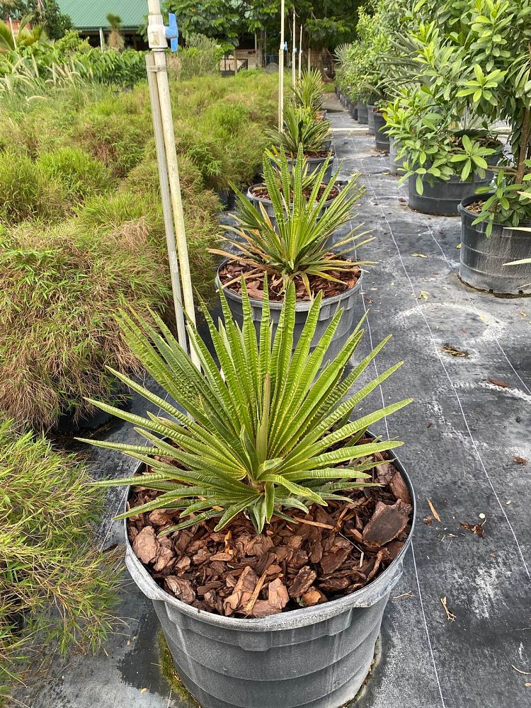 copernicia-macroglossa-cuban-petticoat