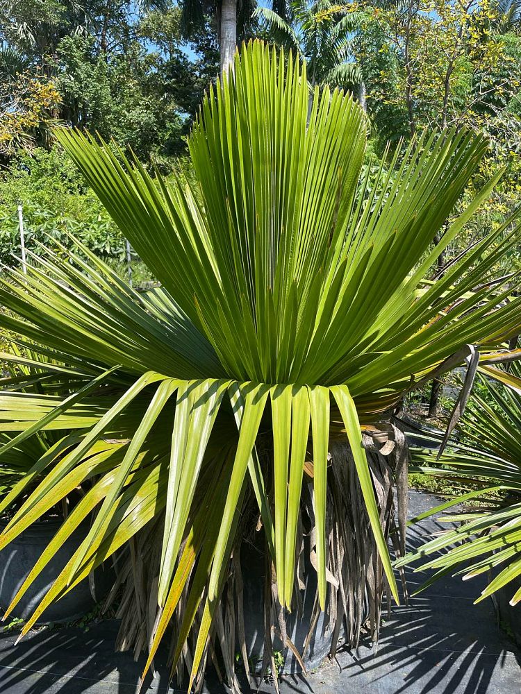 copernicia-macroglossa-cuban-petticoat