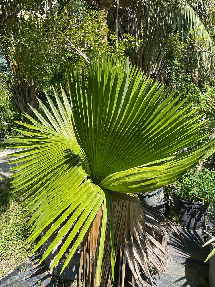 copernicia-macroglossa-cuban-petticoat