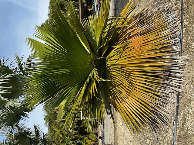 copernicia-macroglossa-cuban-petticoat