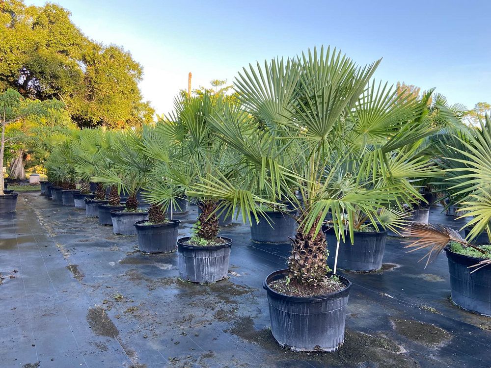 copernicia-prunifera-carnauba-palm