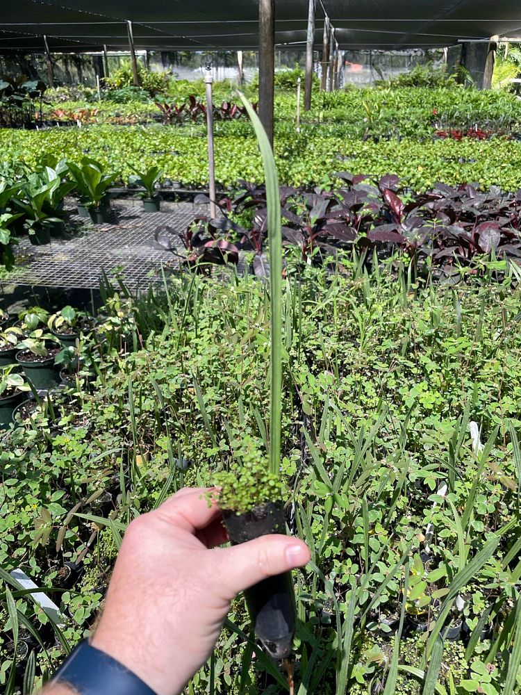 copernicia-prunifera-carnauba-palm