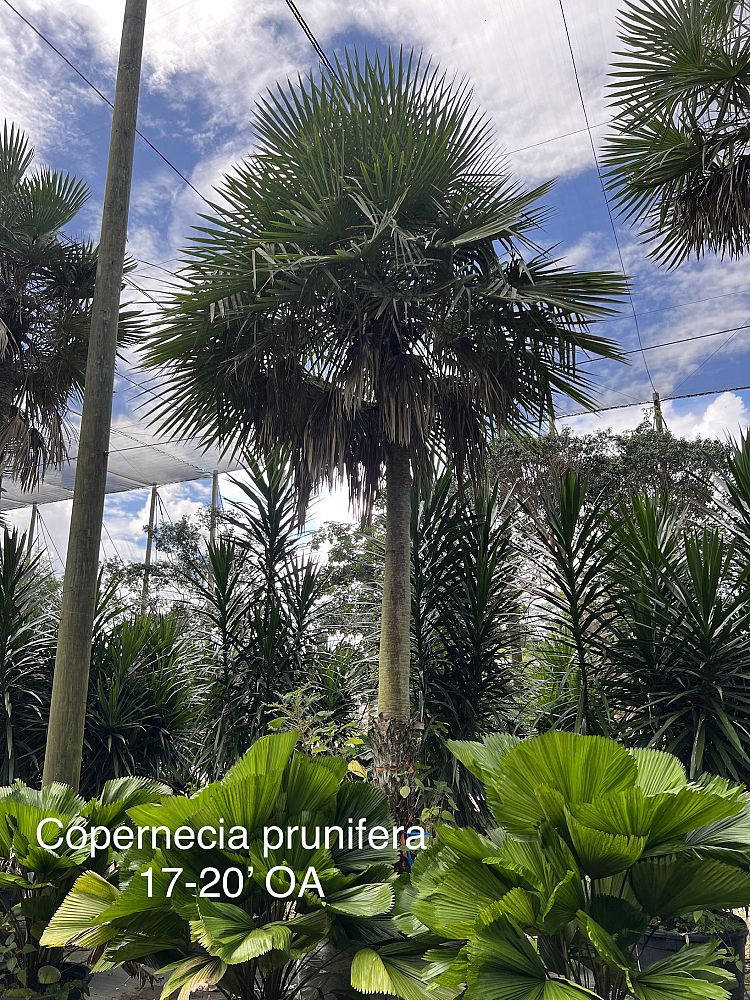 copernicia-prunifera-carnauba-palm