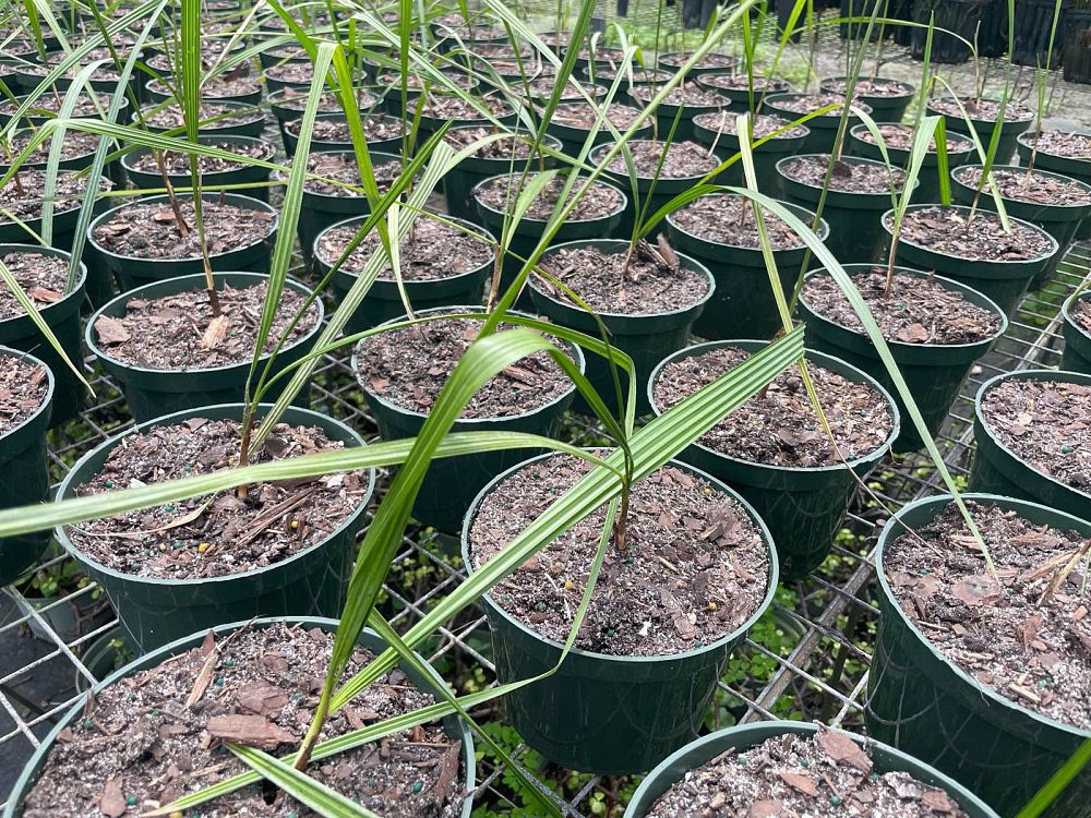 copernicia-prunifera-carnauba-palm
