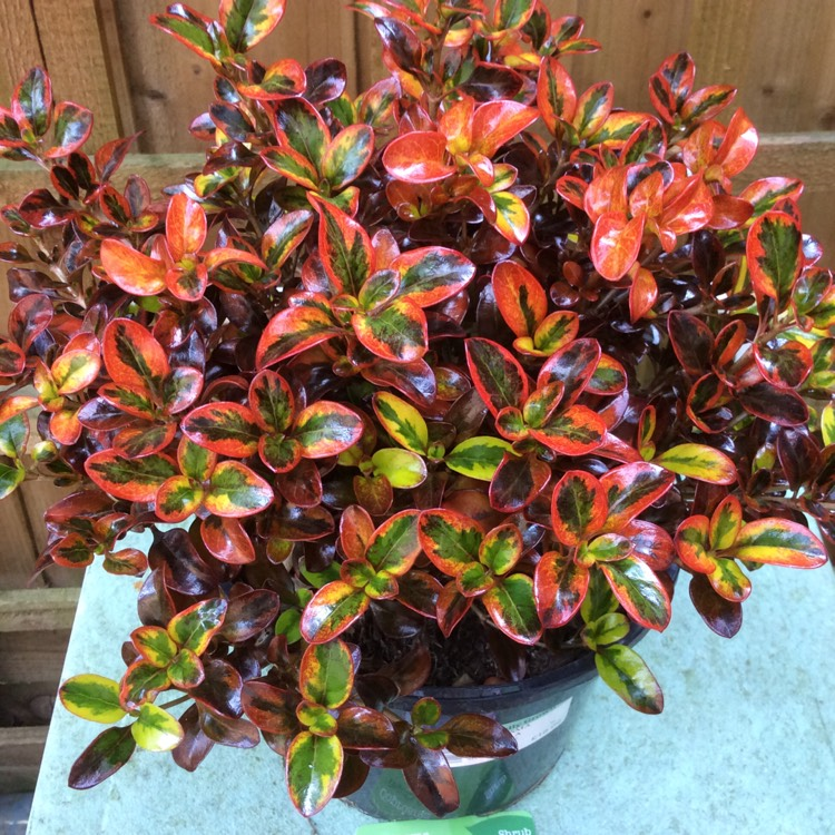 coprosma-repens-tequila-sunrise-creeping-mirror-plant-looking-glass-bush-mirror-bush