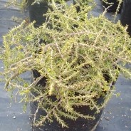 coprosma-x-kirkii-mirror-plant