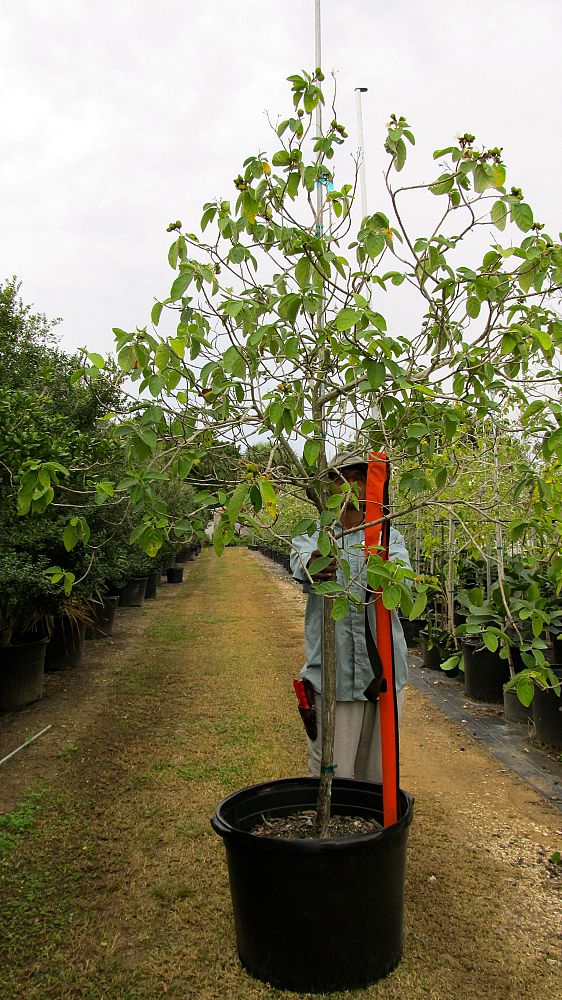 cordia-boissieri-white-geiger-texas-olive