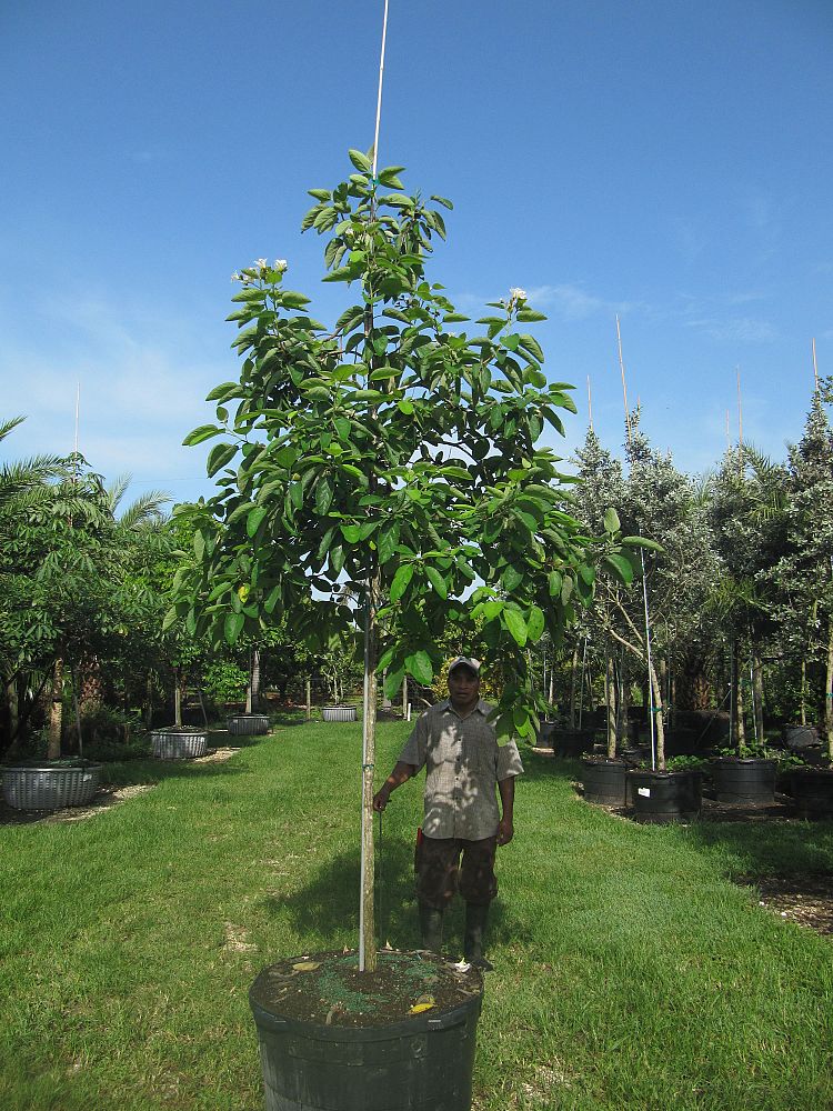 cordia-boissieri-white-geiger-texas-olive