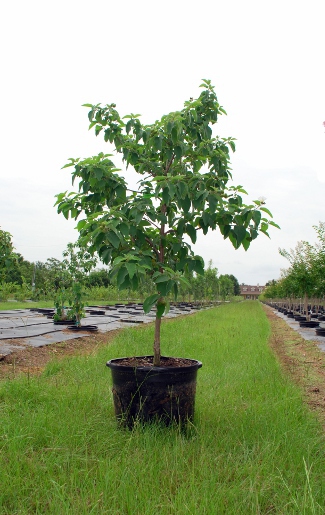 cordia-boissieri-white-geiger-texas-olive