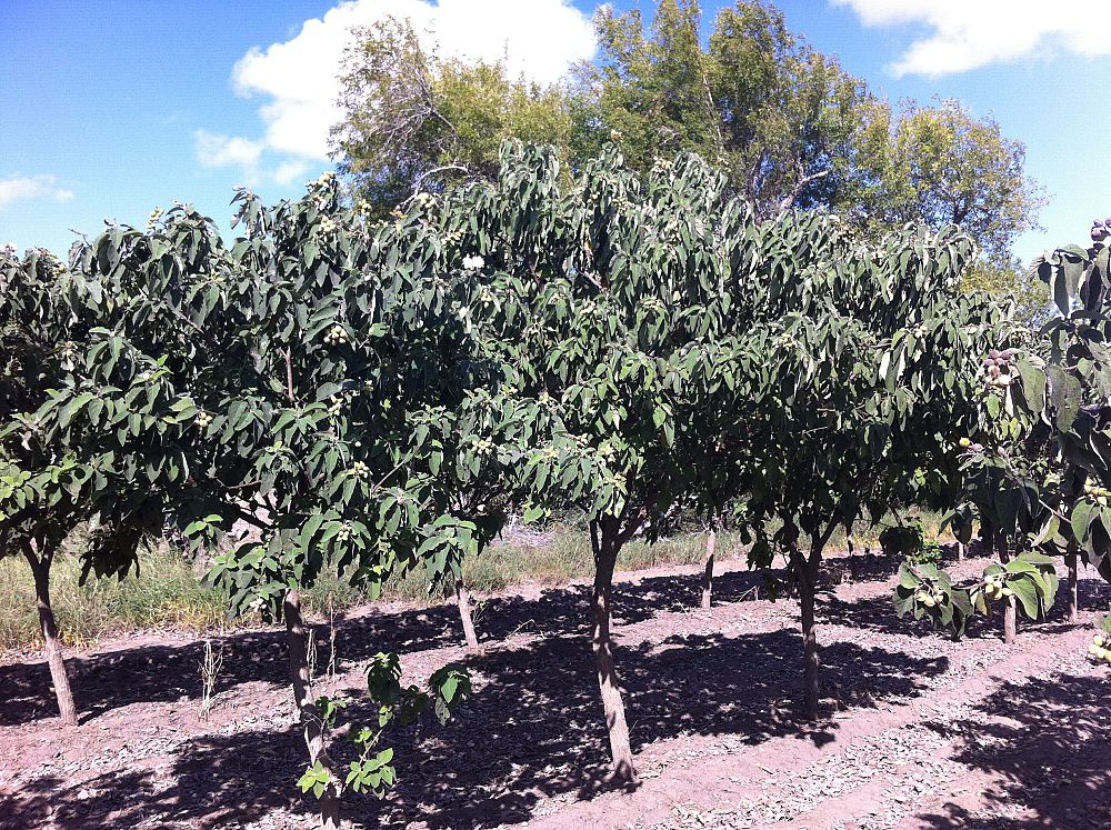 cordia-boissieri-white-geiger-texas-olive