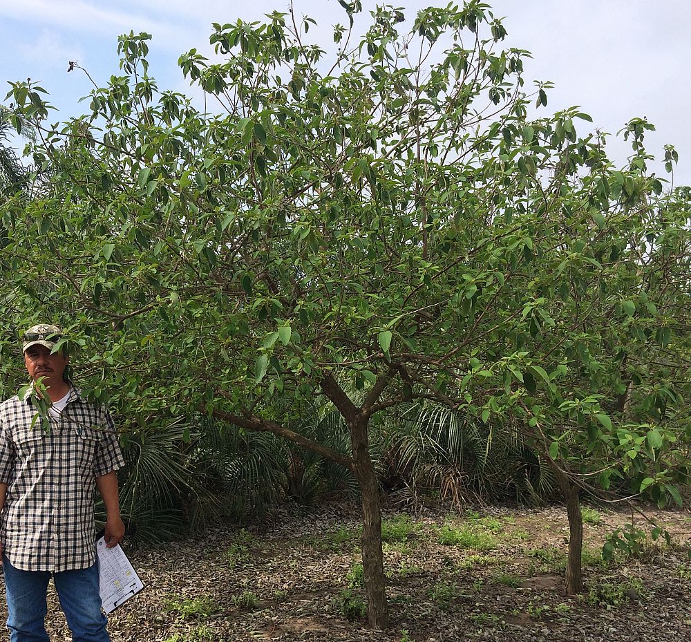 cordia-boissieri-white-geiger-texas-olive