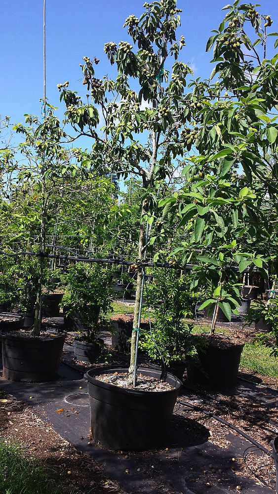 cordia-boissieri-white-geiger-texas-olive