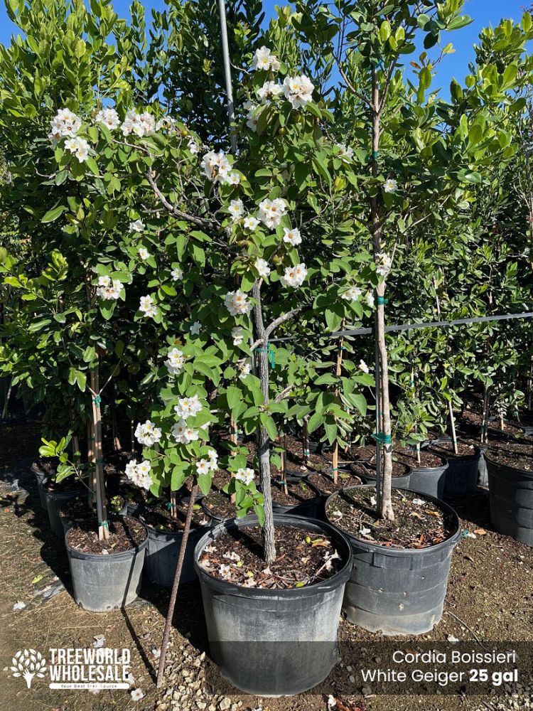 cordia-boissieri-white-geiger-texas-olive