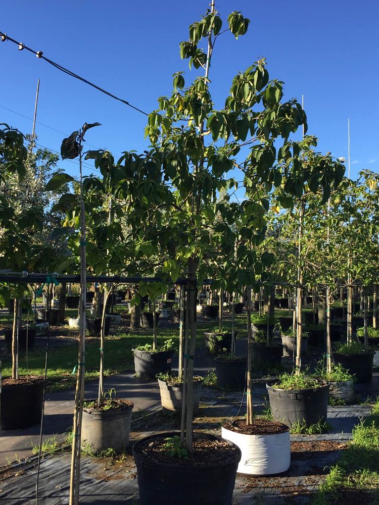 cordia-boissieri-white-geiger-texas-olive
