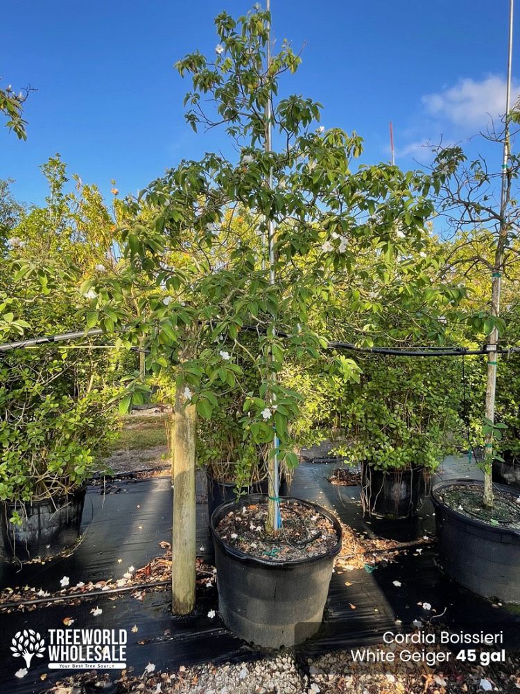 cordia-boissieri-white-geiger-texas-olive