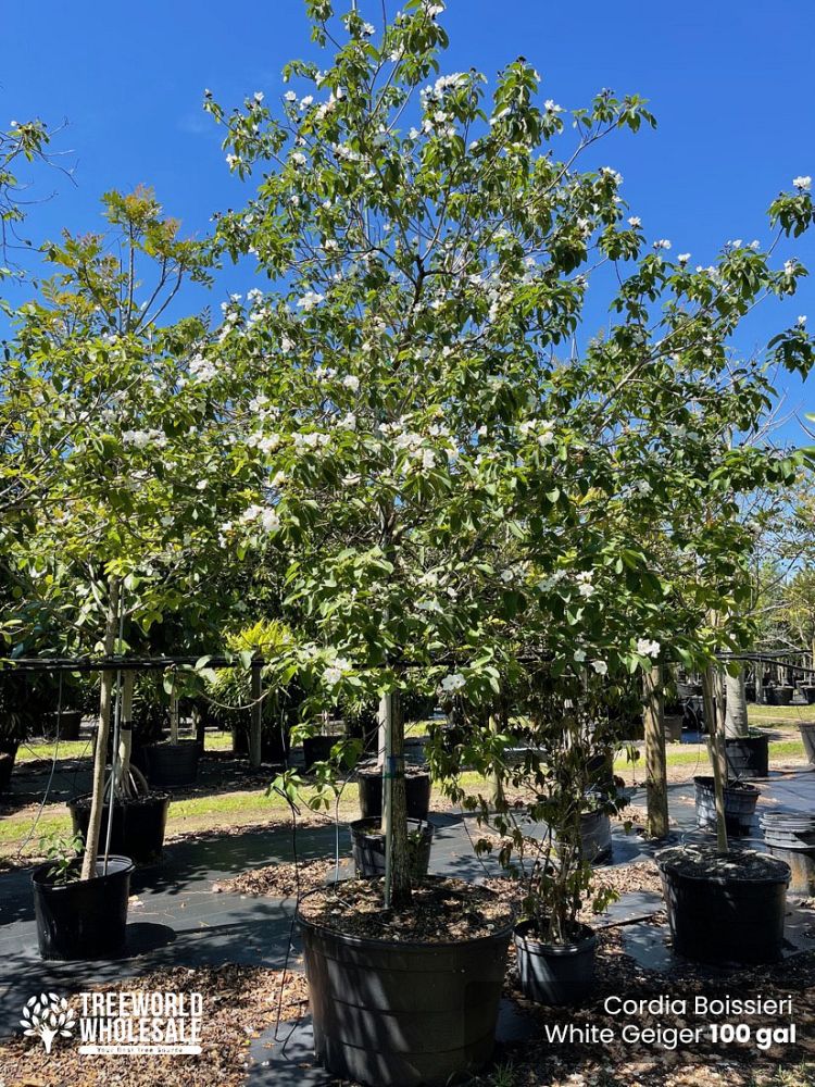 cordia-boissieri-white-geiger-texas-olive
