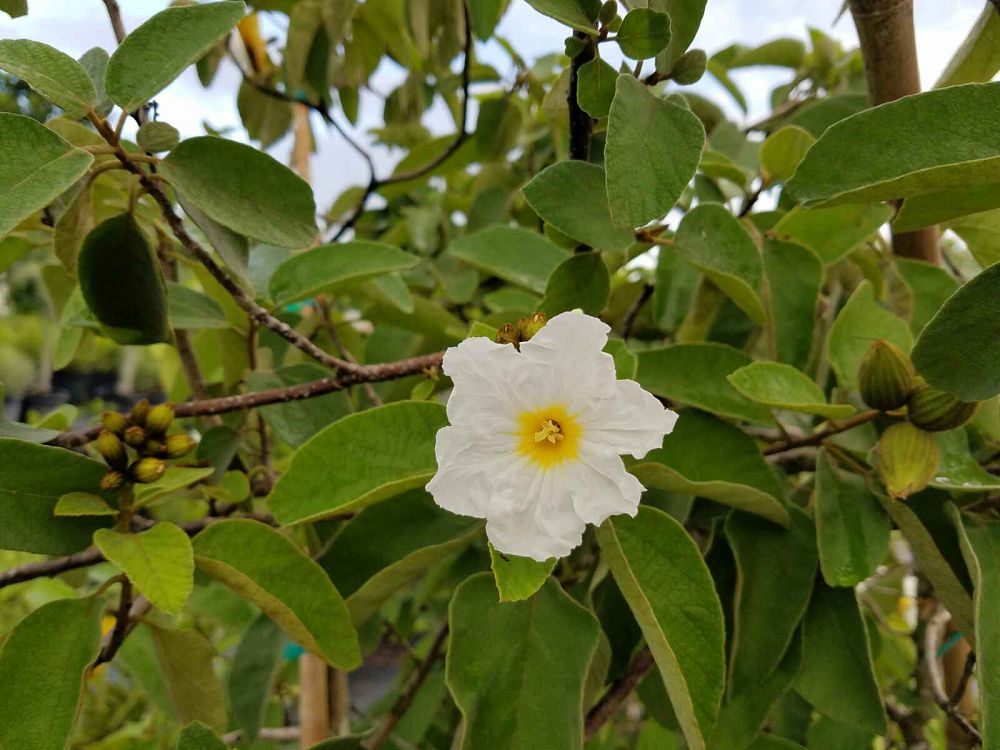 cordia-boissieri-white-geiger-texas-olive