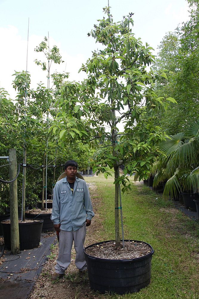 cordia-boissieri-white-geiger-texas-olive