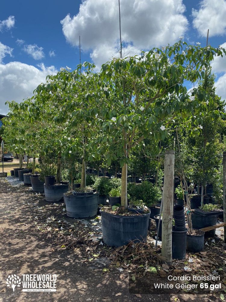 cordia-boissieri-white-geiger-texas-olive