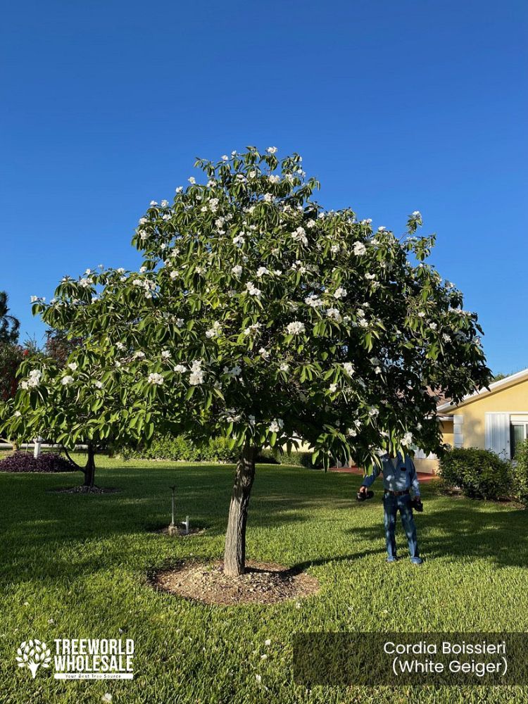 cordia-boissieri-white-geiger-texas-olive