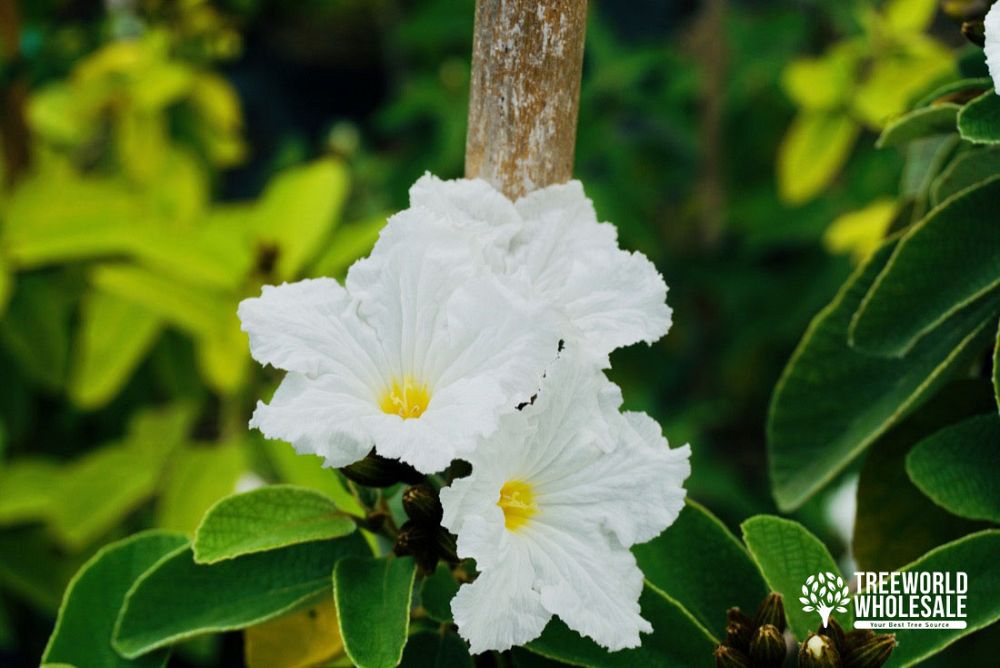 cordia-boissieri-white-geiger-texas-olive