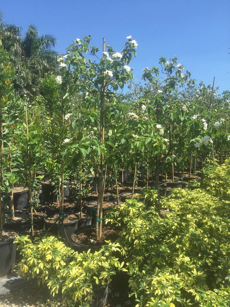 cordia-boissieri-white-geiger-texas-olive