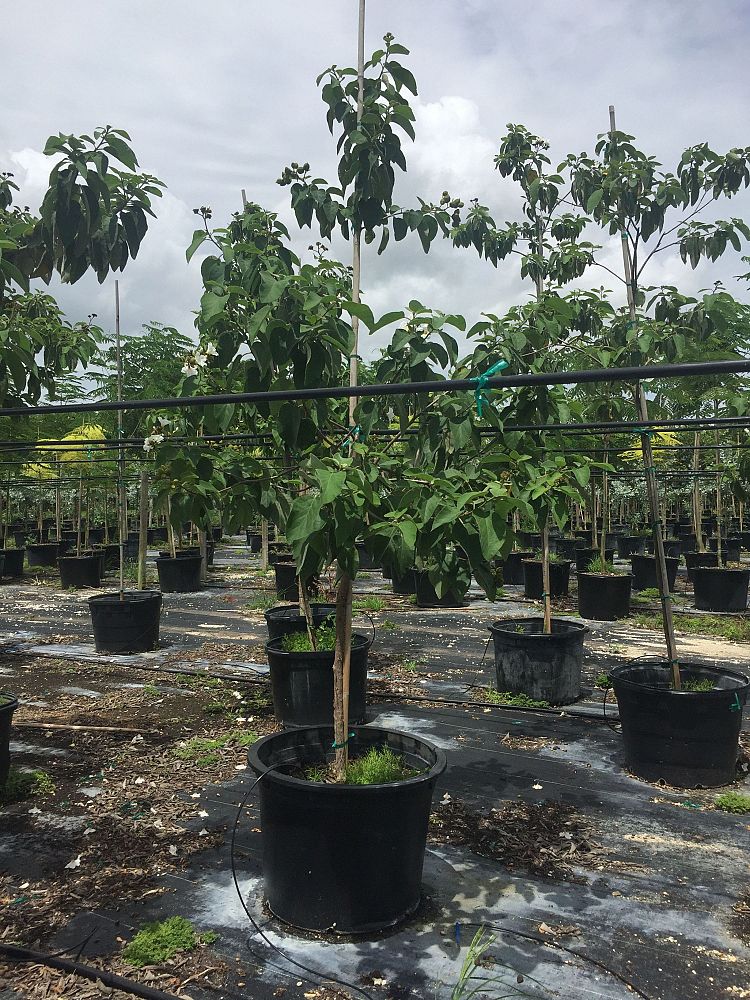cordia-boissieri-white-geiger-texas-olive